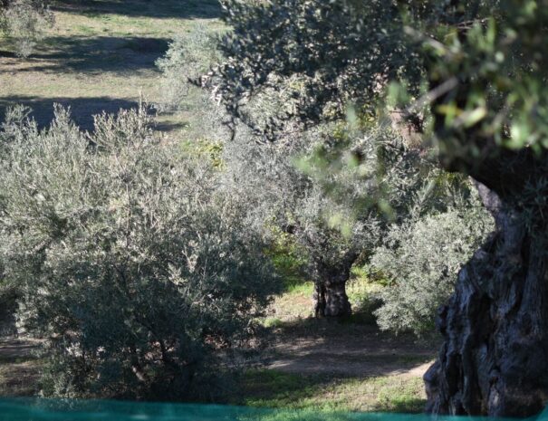 Azienda Agricola Vulcano