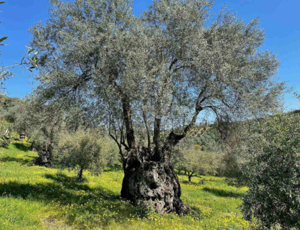 Giove l'albero centenario
